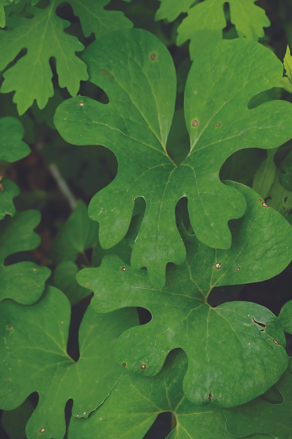 Bloodroot-arwood_2.JPG