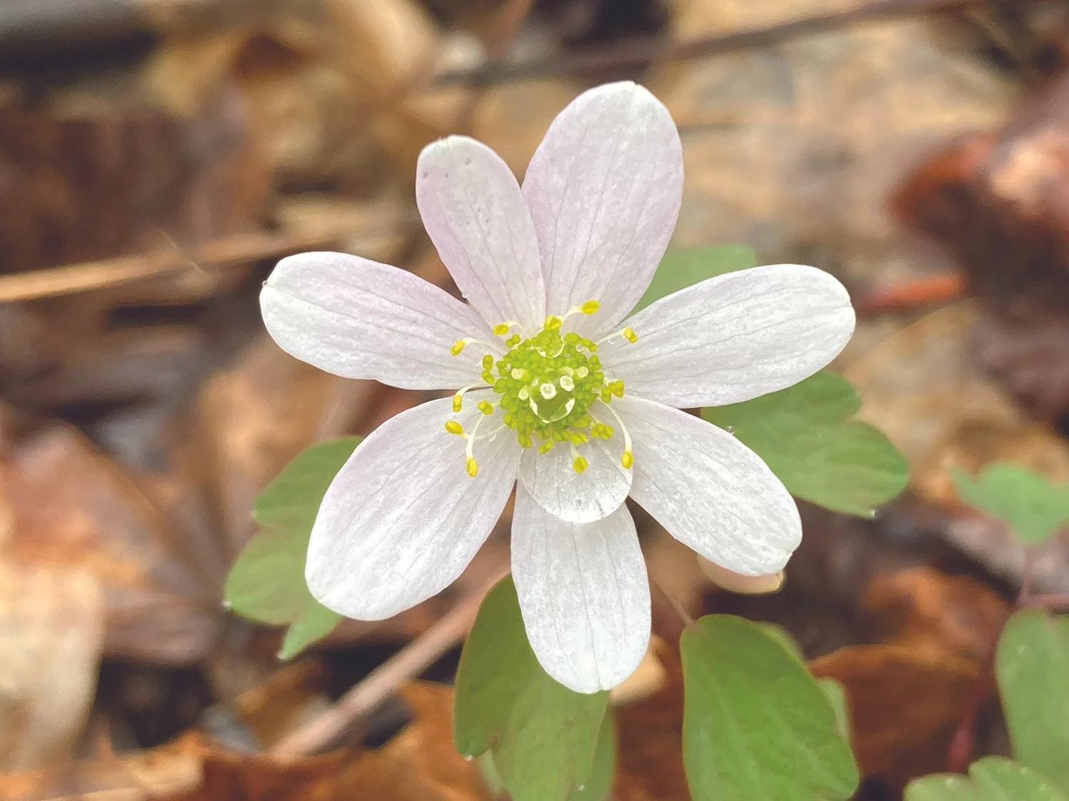 RueAnemone1.JPG