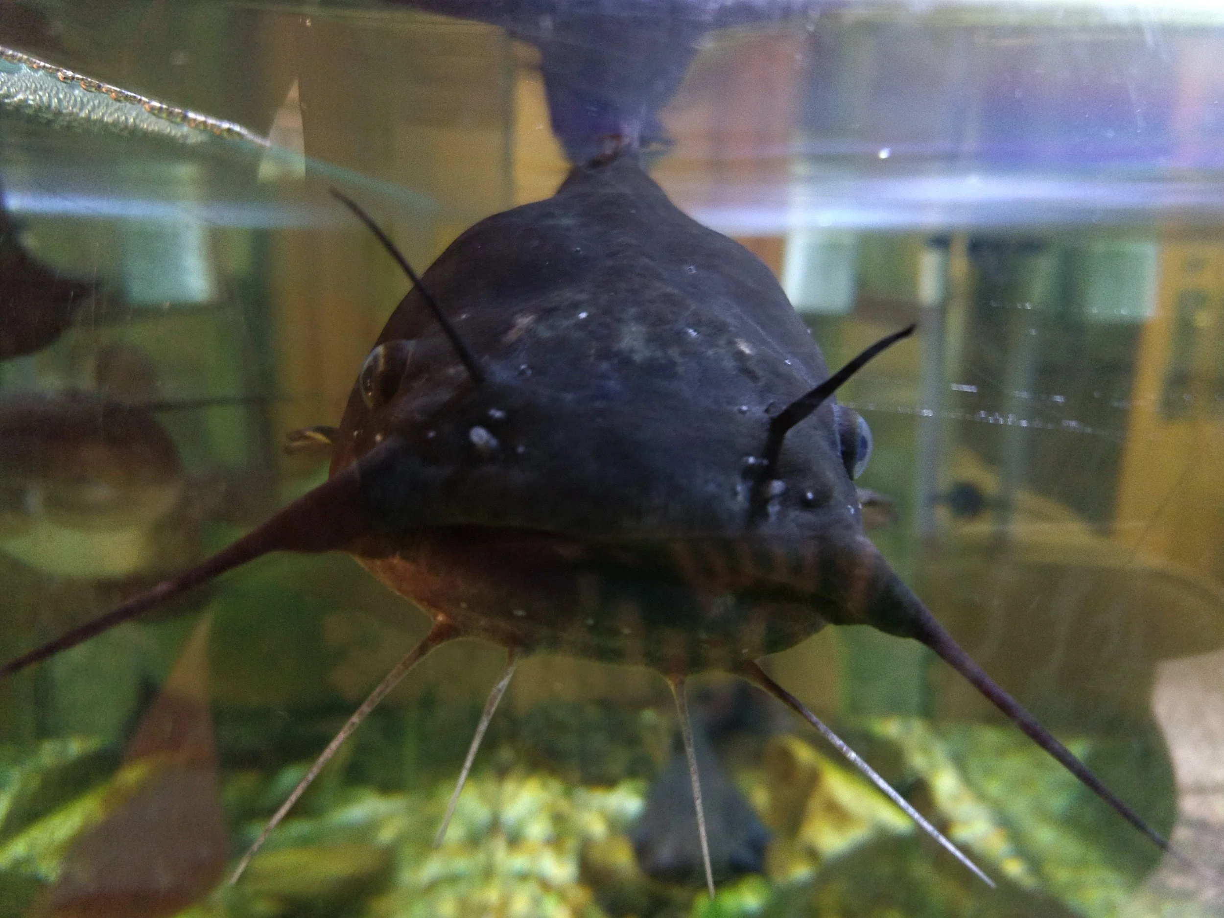 Environmental Studies: Local Stream Fishes