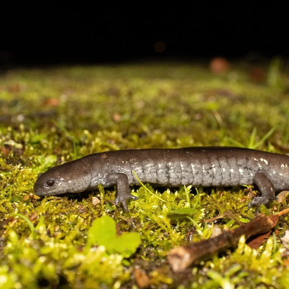 Small-mouthed Salamander (Ambystoma texanum) (Copy)
