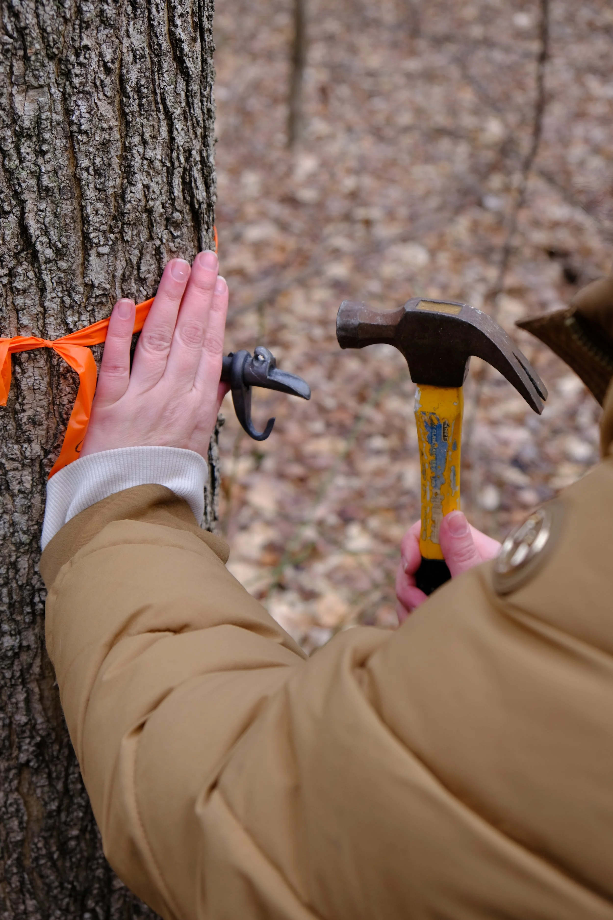 WW-Maple Tap_2026-63.JPG