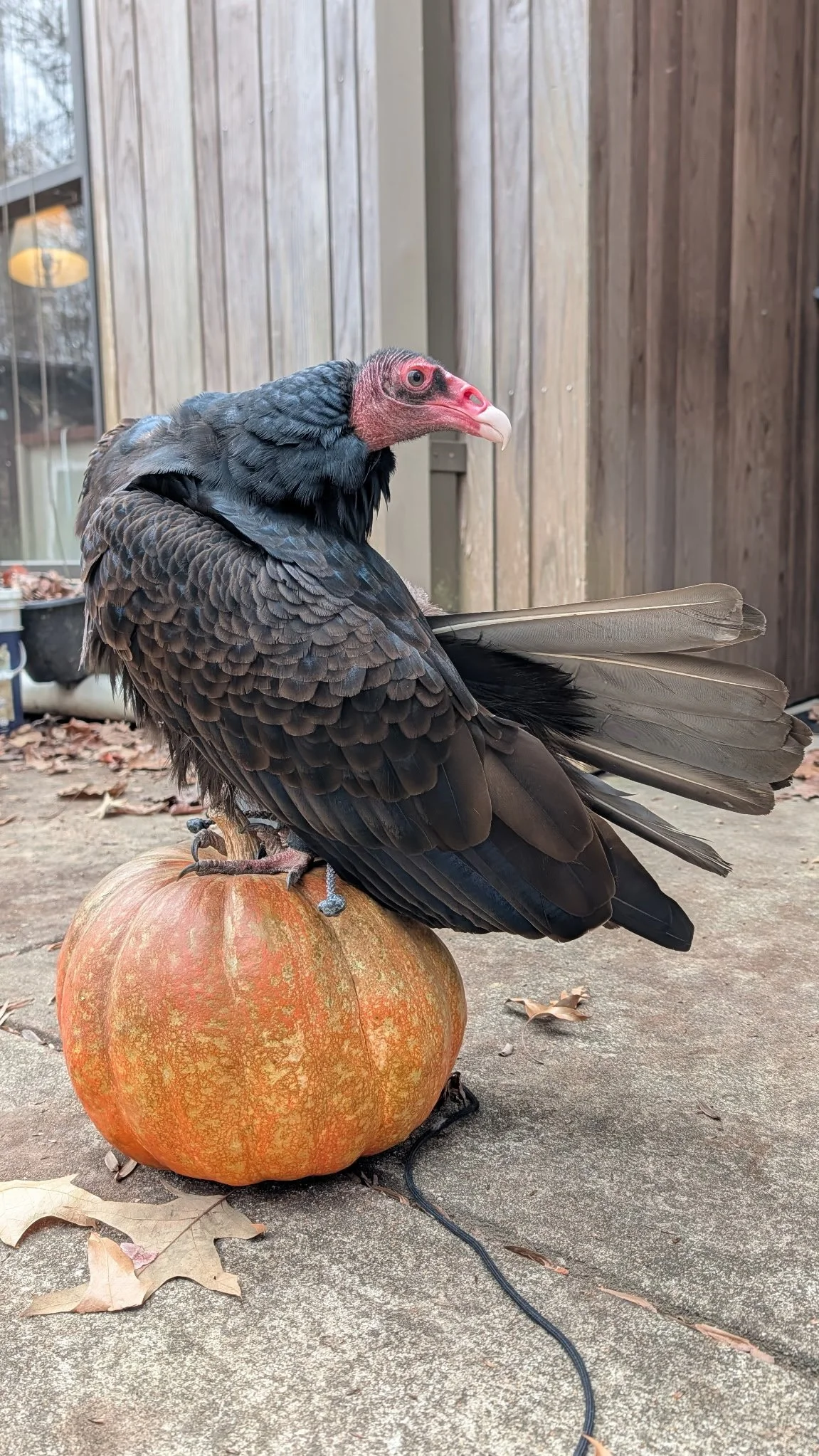 Pearl Pumpkin.JPG