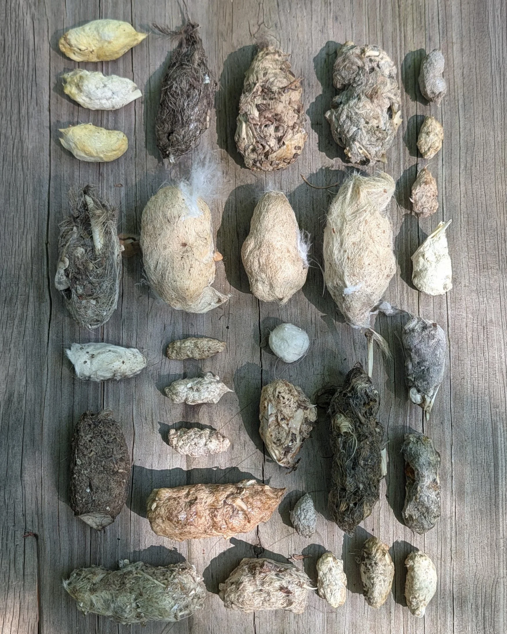 Pellets_2 4x5.JPG