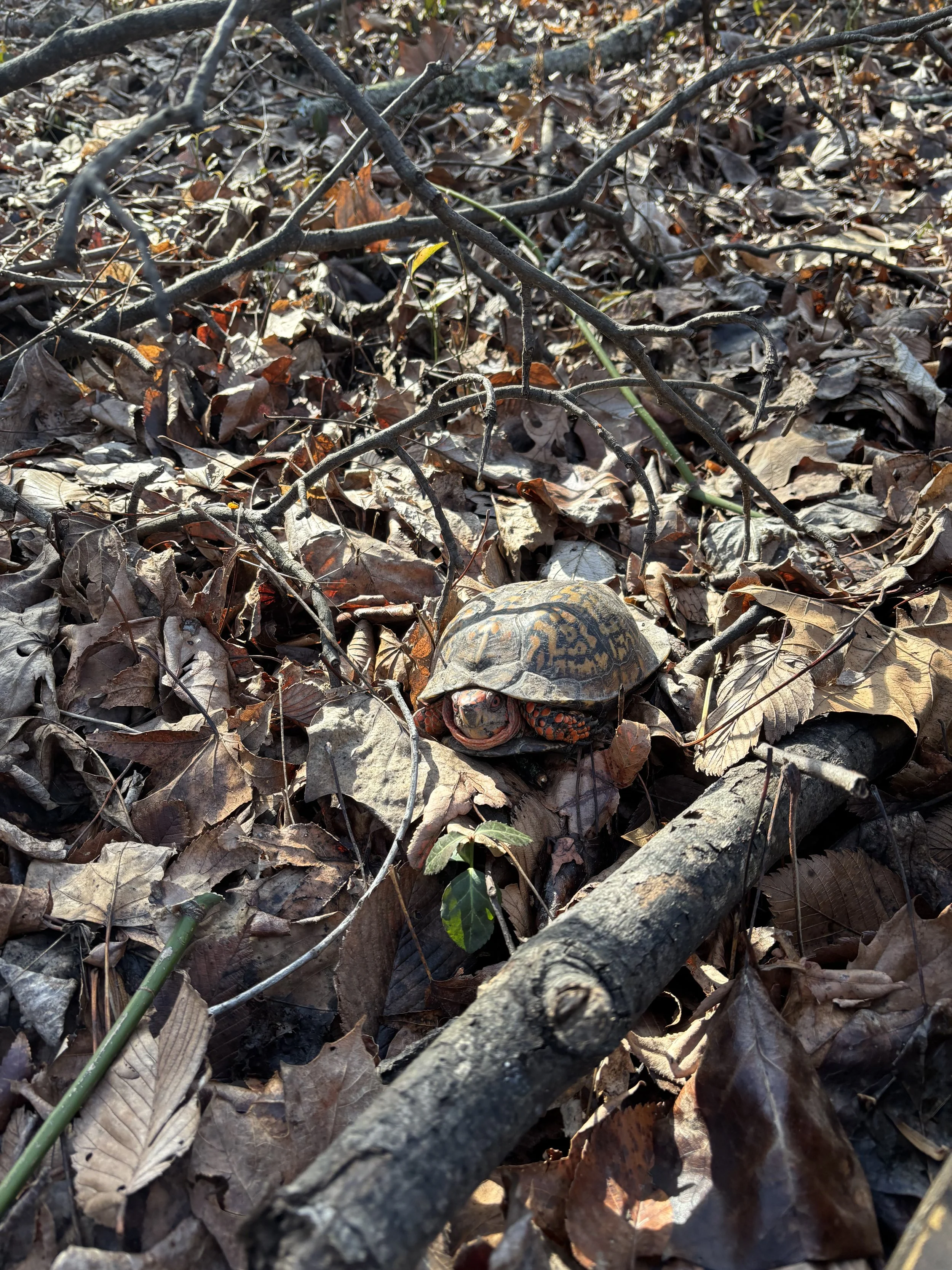 EasternBoxTurt_2025-4.jpg