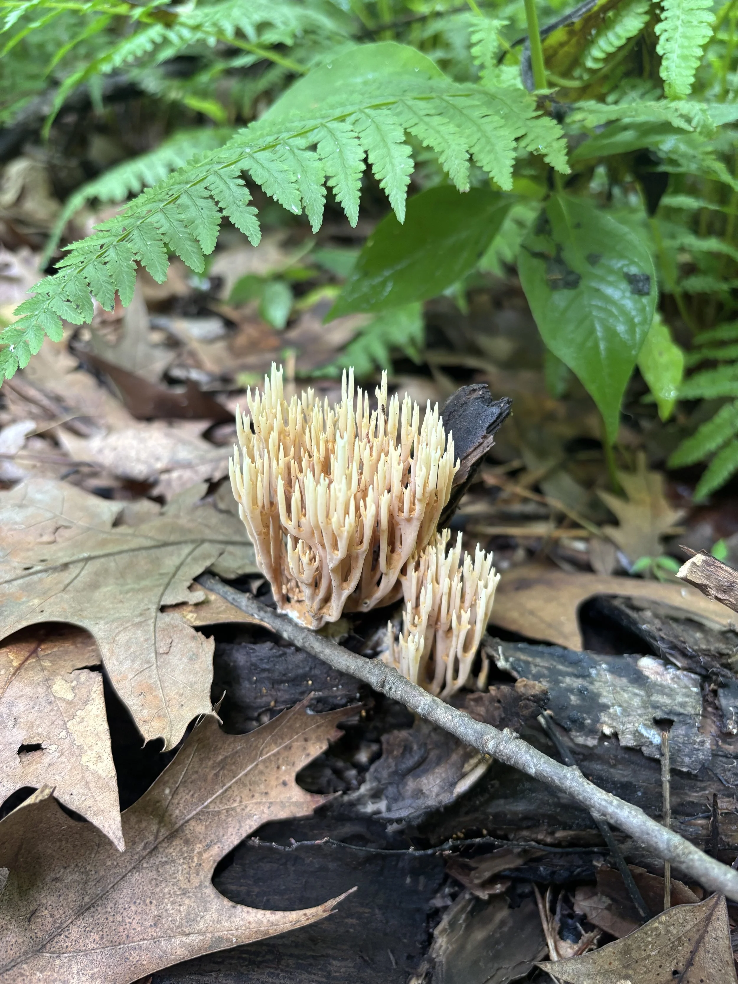 Walsh_Coral Fungus_4.jpeg