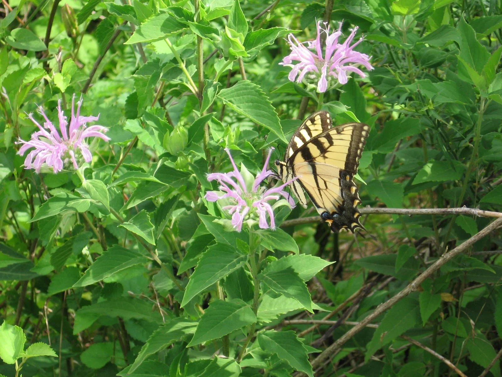 Wild Bergamont 4.JPG