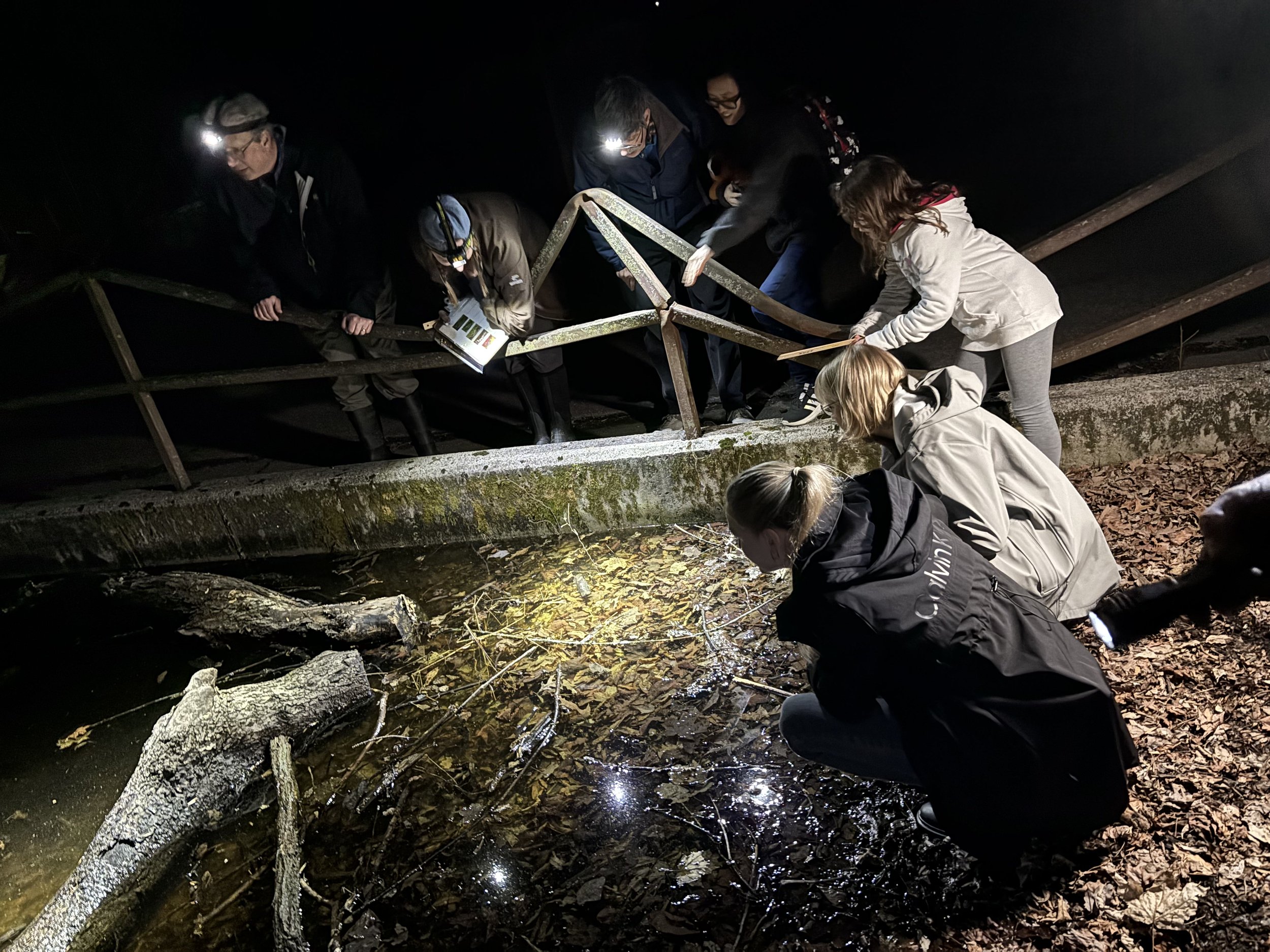 Salamander Night_2025-25.jpg