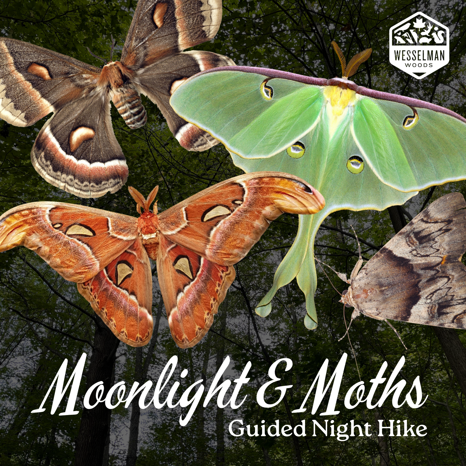 Moonlight &amp; Moths