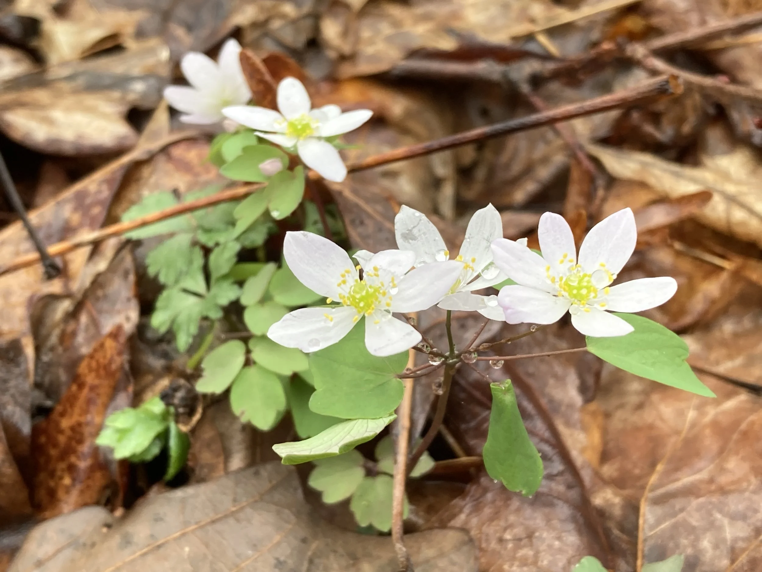 RueAnemone2.JPG