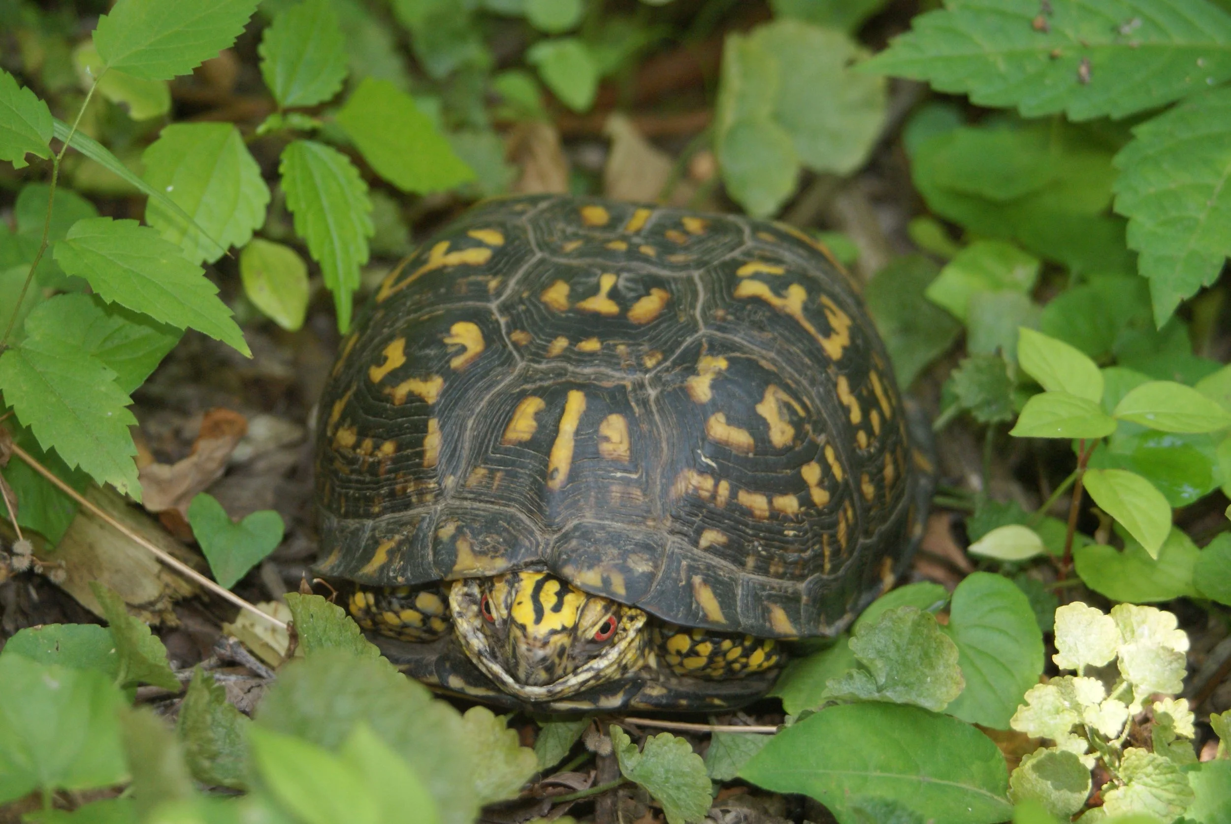 Eastern Box Turtles-5.JPG