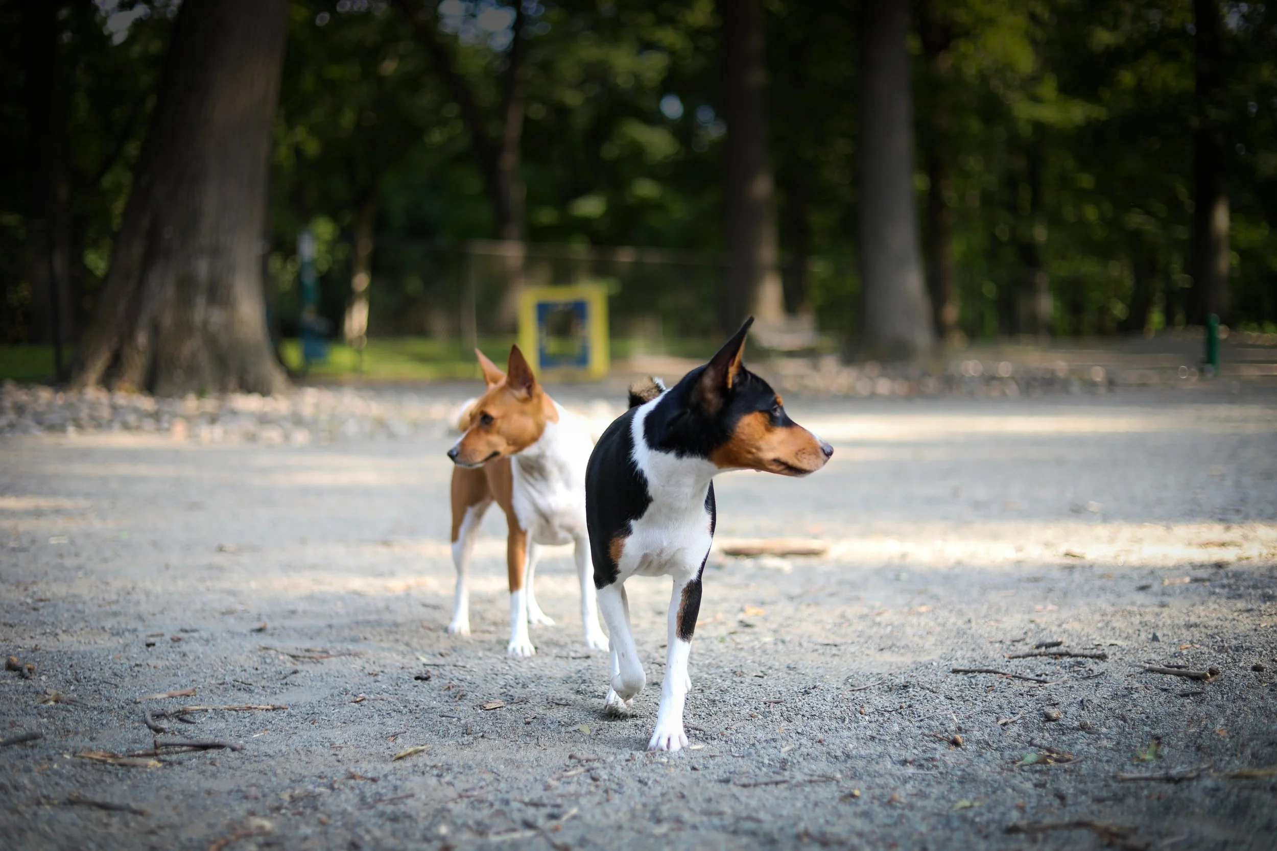 BASENJI_PHOTO.jpg