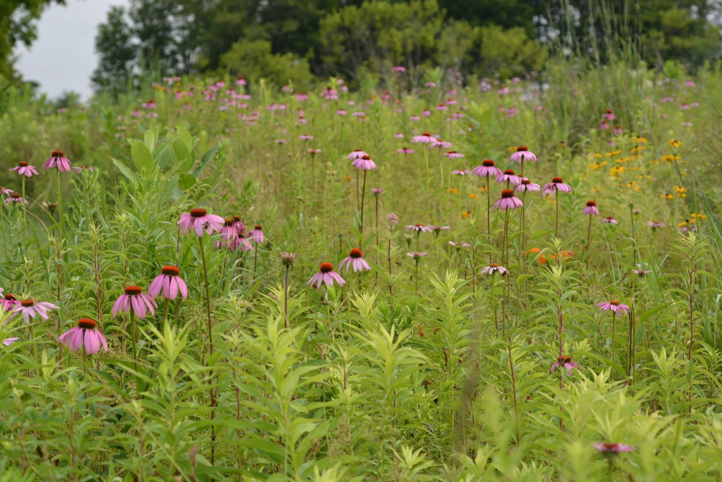 Summer meadow walk &amp; plant sale TBA