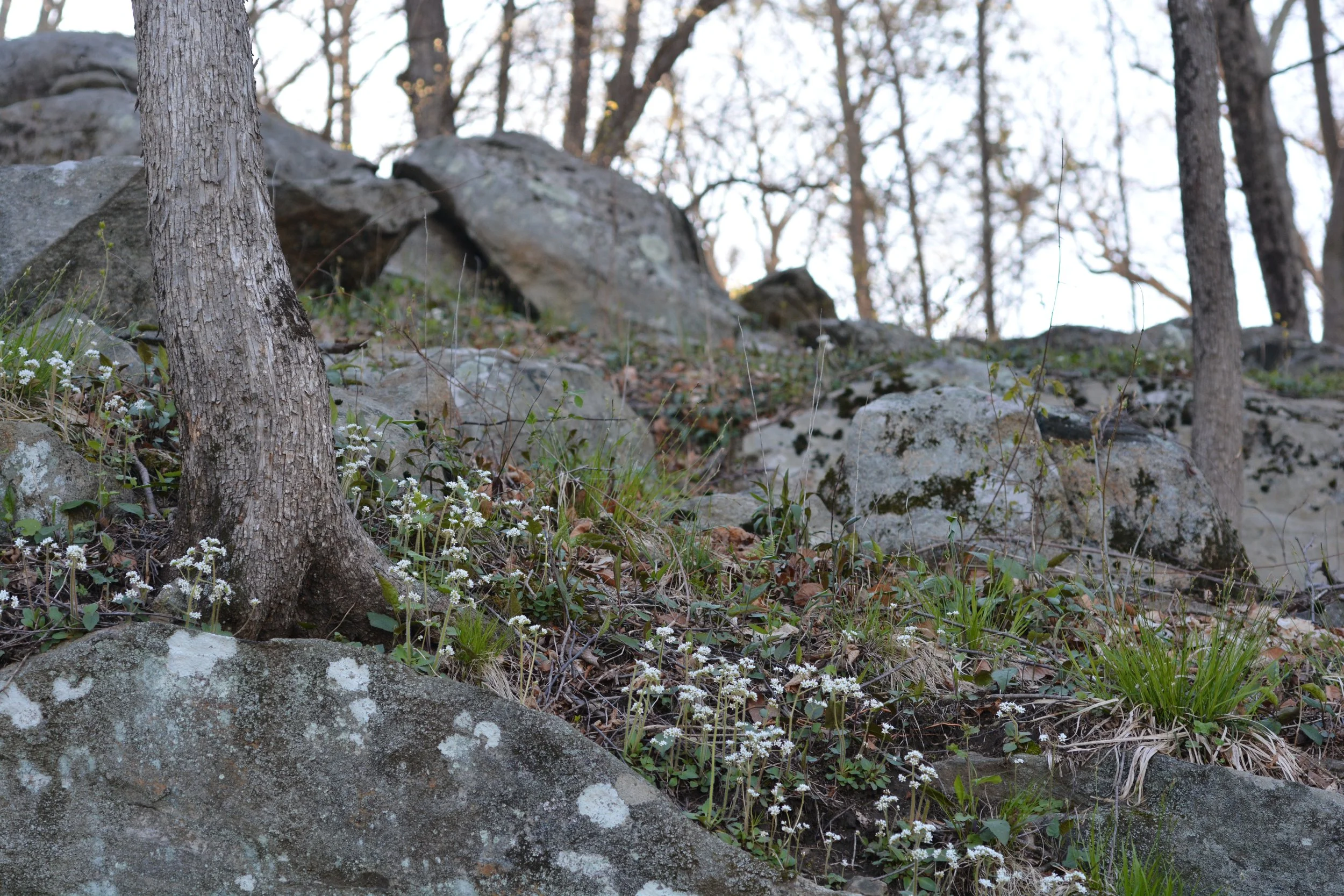 Carex class postponed! 