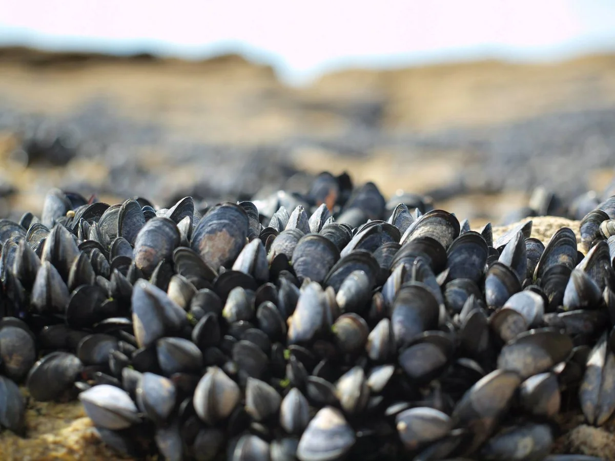 Biodiversity and Blue Mussels with Julie Dimitrijevic