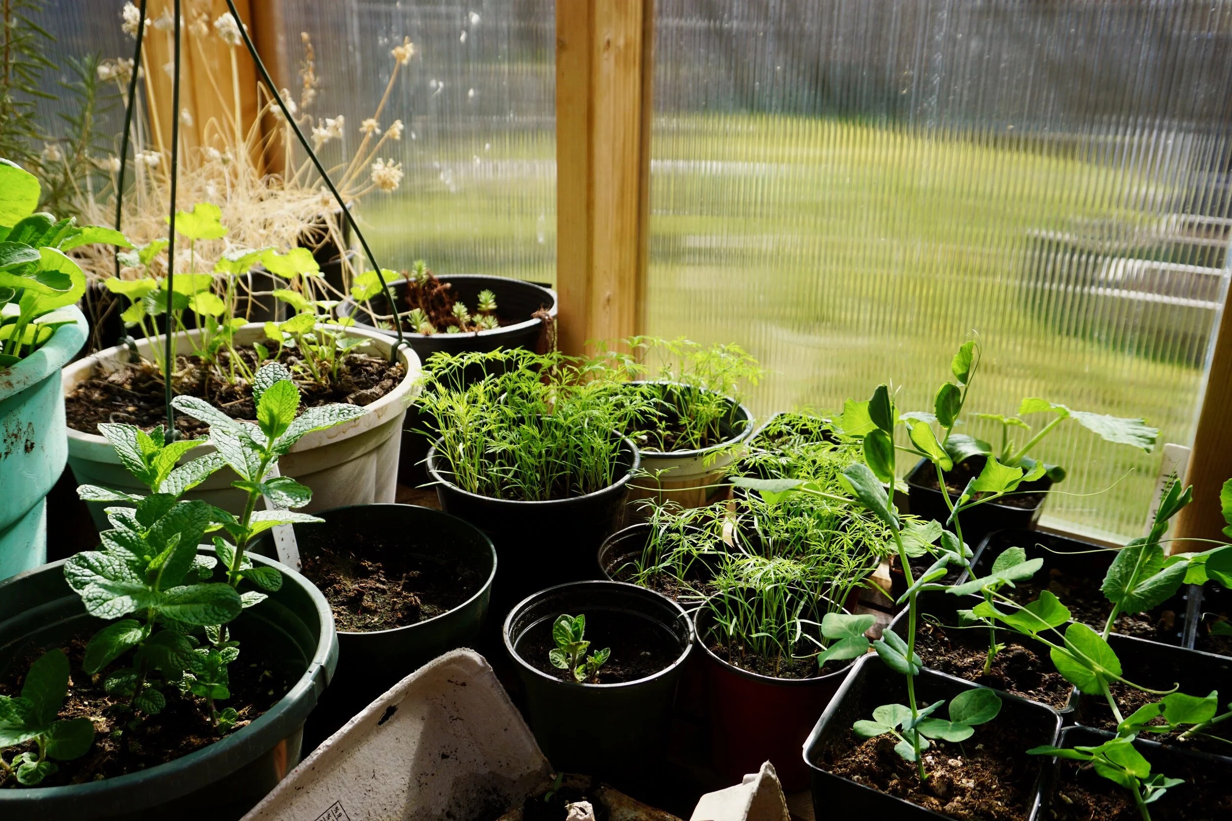 Why We Need Victory Gardens Again