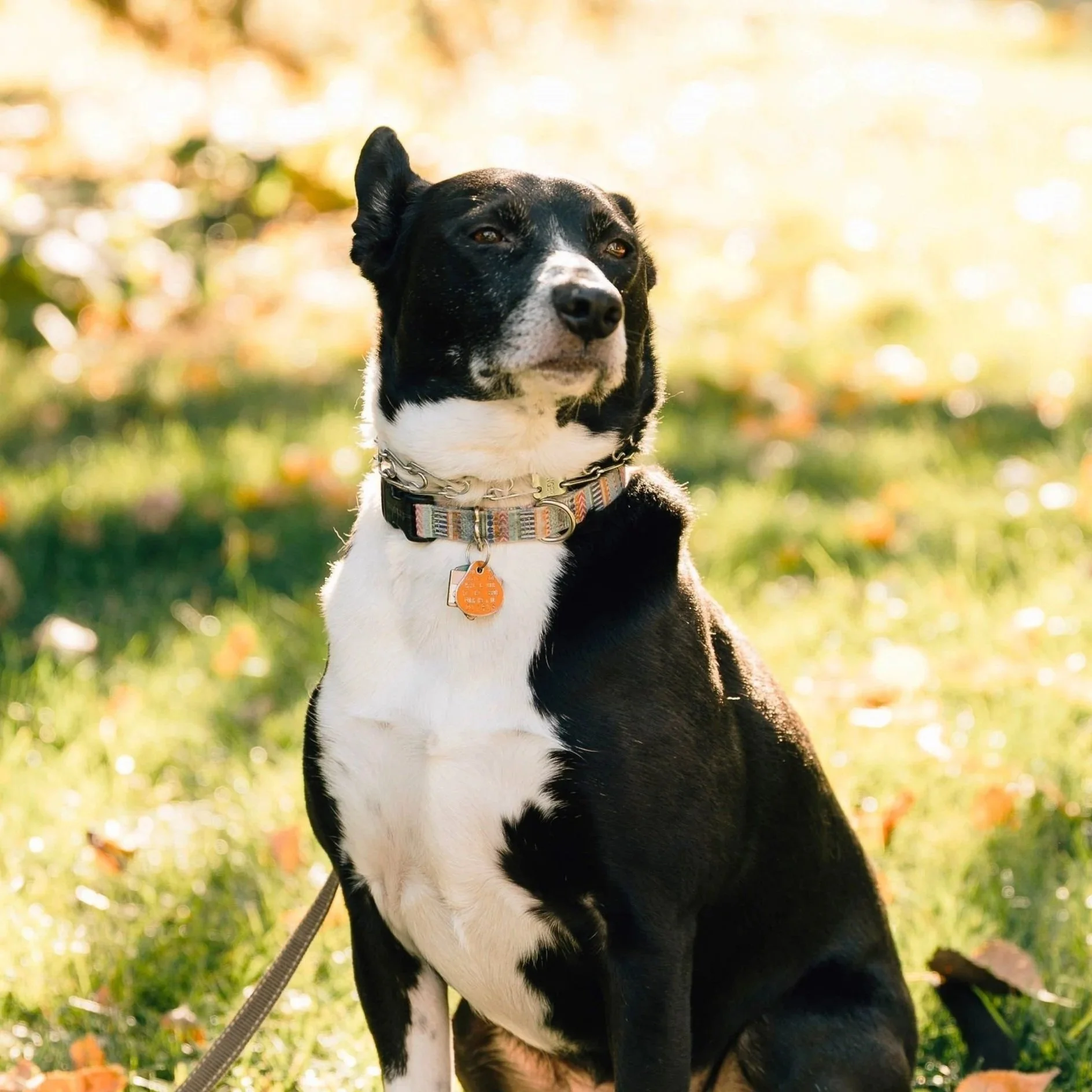 A black and white dog sitting outdoors on grass during autumn, with sunlight and fallen leaves in the background.