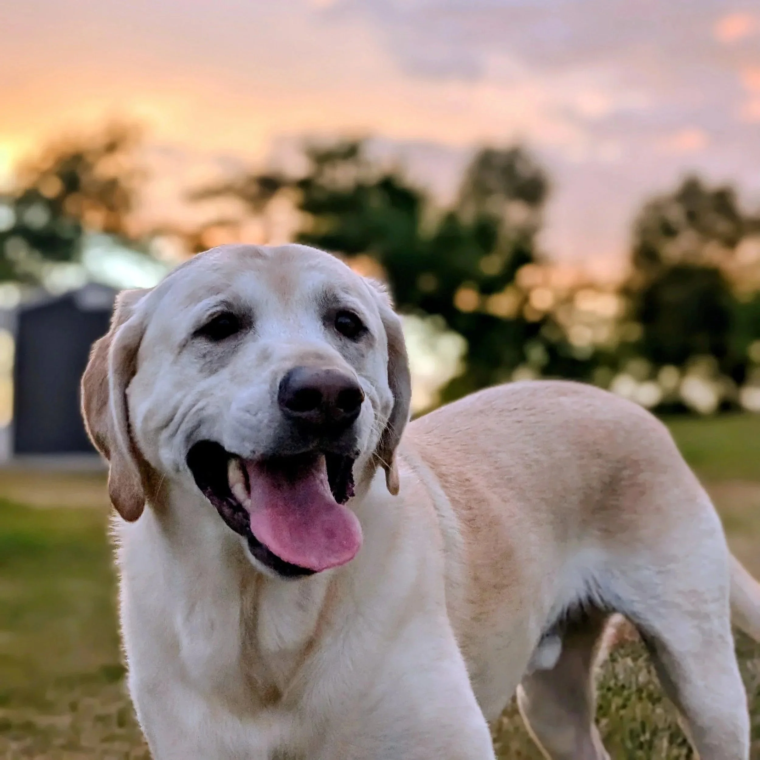 A happy yellow Labrador Retriever dog with its mouth open outdoors during sunset, with trees and the sky in the background.