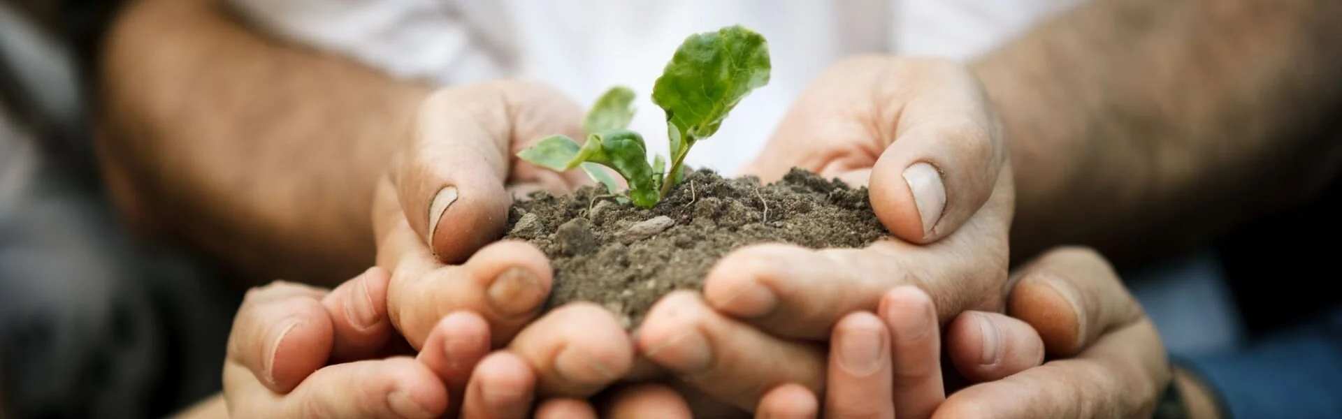 Hands-holding-plant-in-soil.jpg
