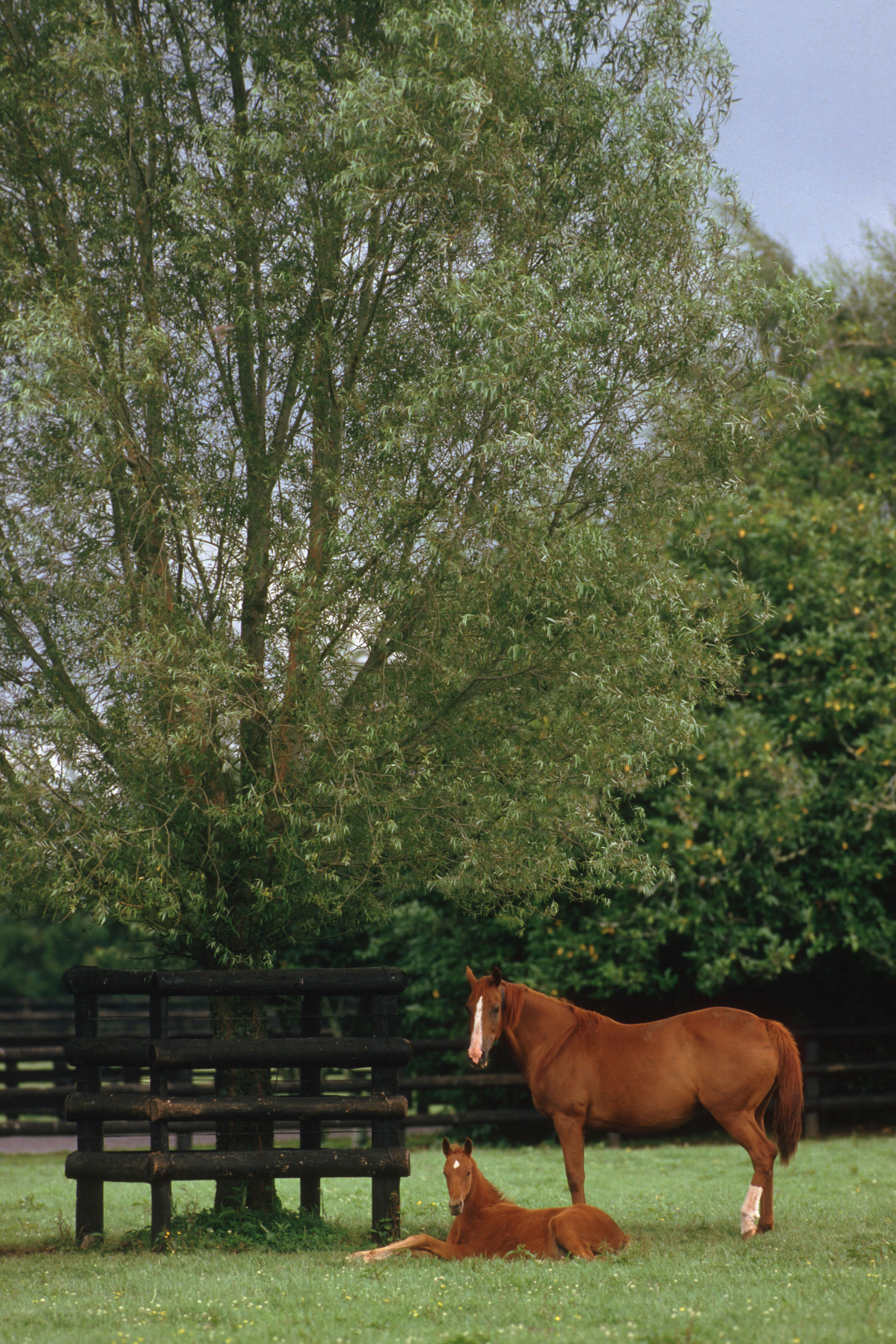 MareFoal7.jpg