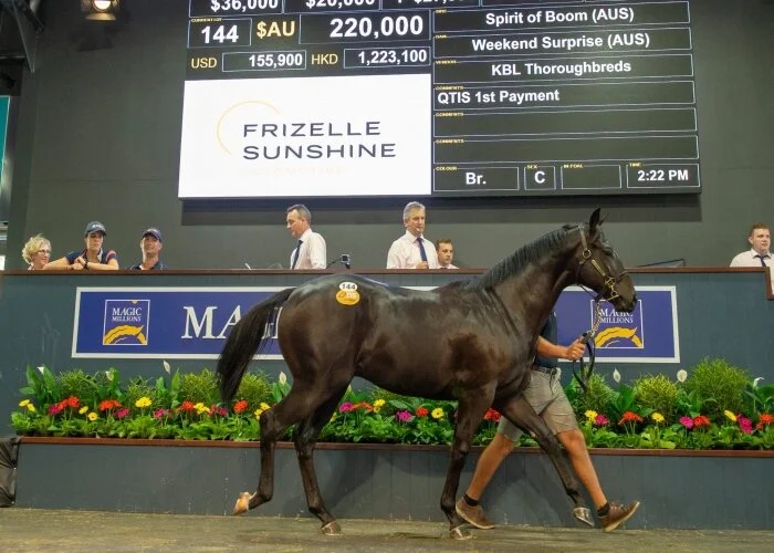 Boom time at the Magic Millions March Yearling Sale