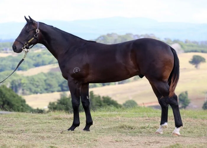 Spirit of Boom colt for JHB at the Inglis Classic Yearling Sale