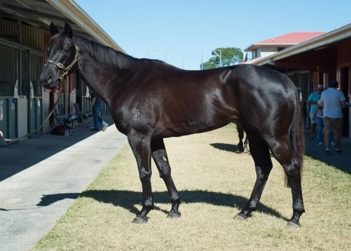 Six Quality broodmares for James Harron Bloodstock at the Magic Millions National Broodmare Sale