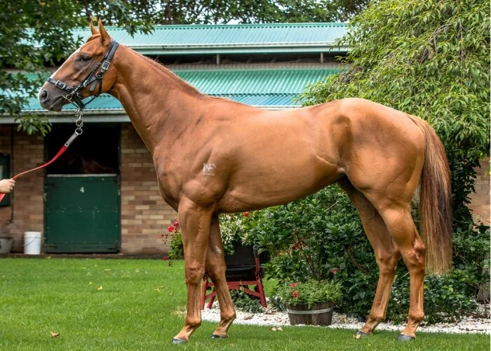 Gunnison to sell at inaugural Inglis Chairman's Sale