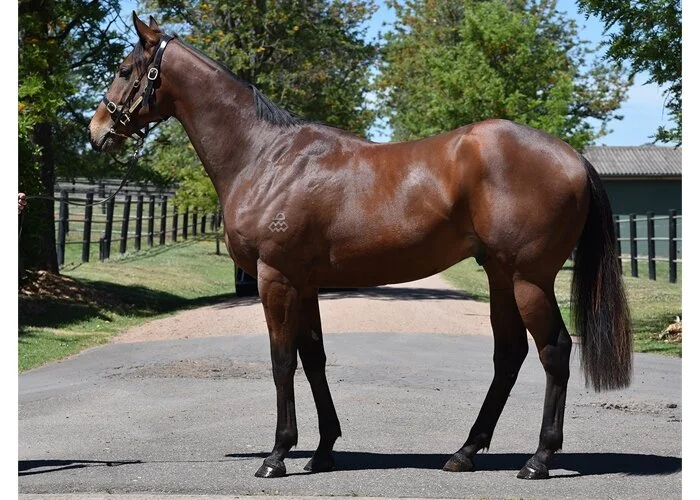 Snitzel colts Dracarys and Hypnotist take centre stage