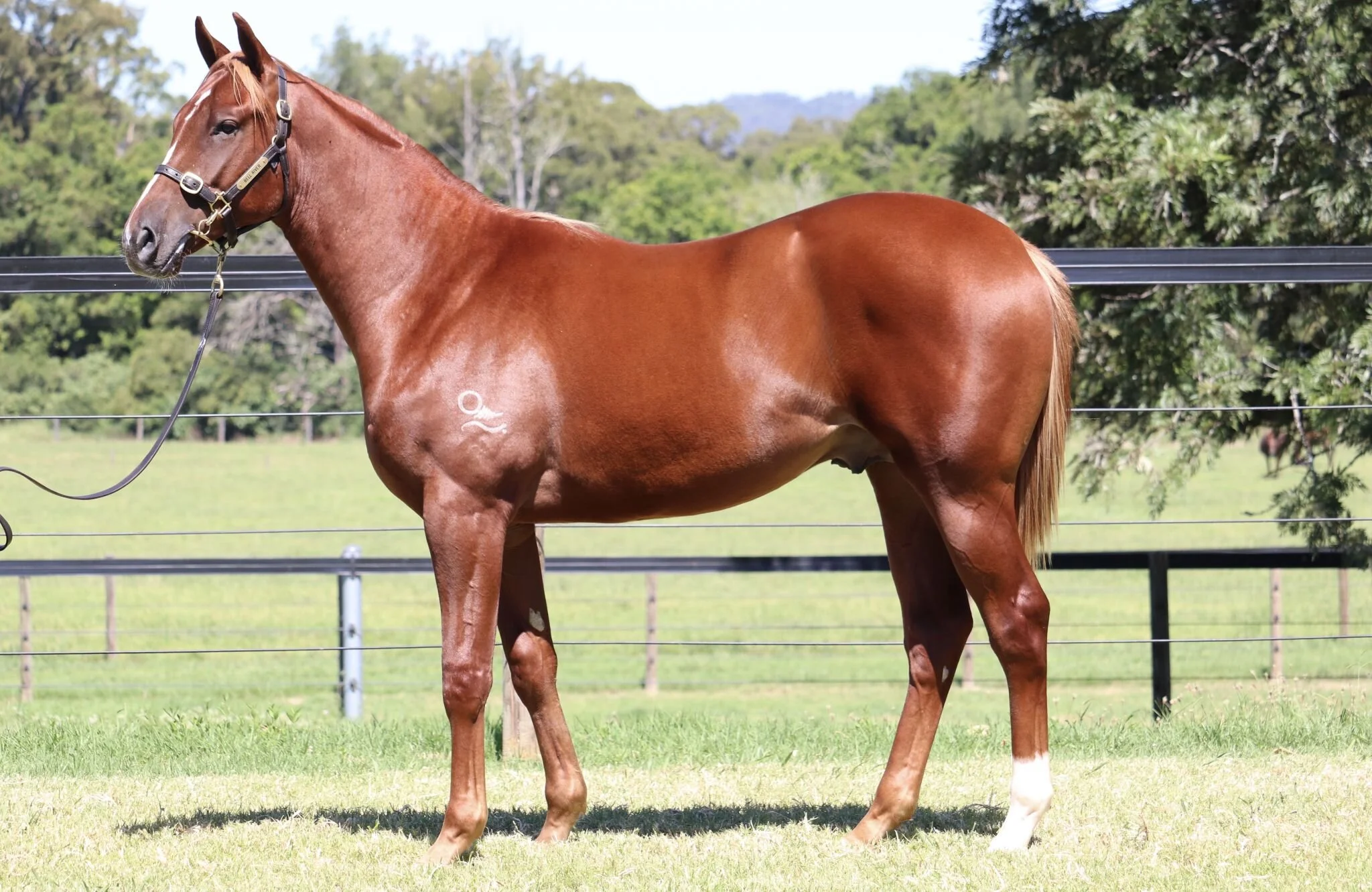 Lot 514 - Invader x Cariad colt - $360,000