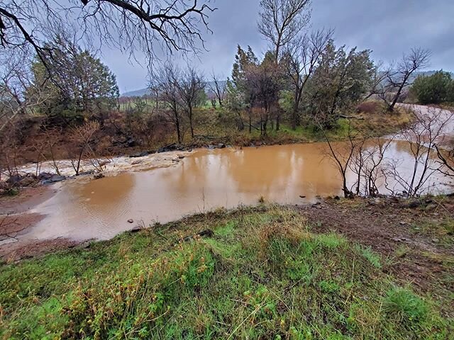 Let it rain, let it pour! Rainfall is so important to ranchers. It makes the grass grow for our cattle to be fed, and it fills the dirt tanks we maintain with water for cattle and wild life to drink. 
When we don't have enough rain and our water supp