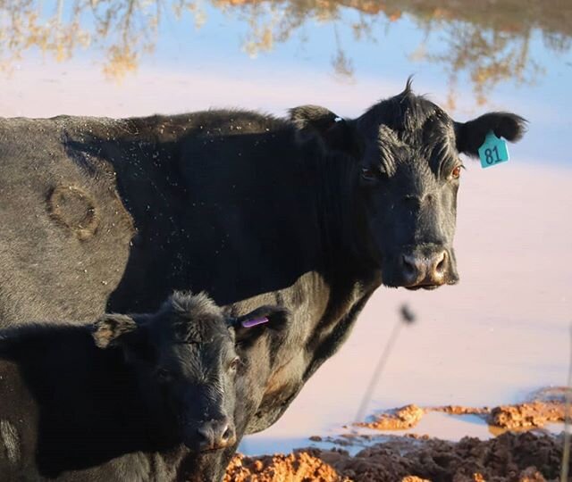 Alfalfa? Is that you in cow form? #alfalphahairdontcare #littlerascals #freerangebeef #allnaturalbeef #diamondqualitybeef #arizonaranching