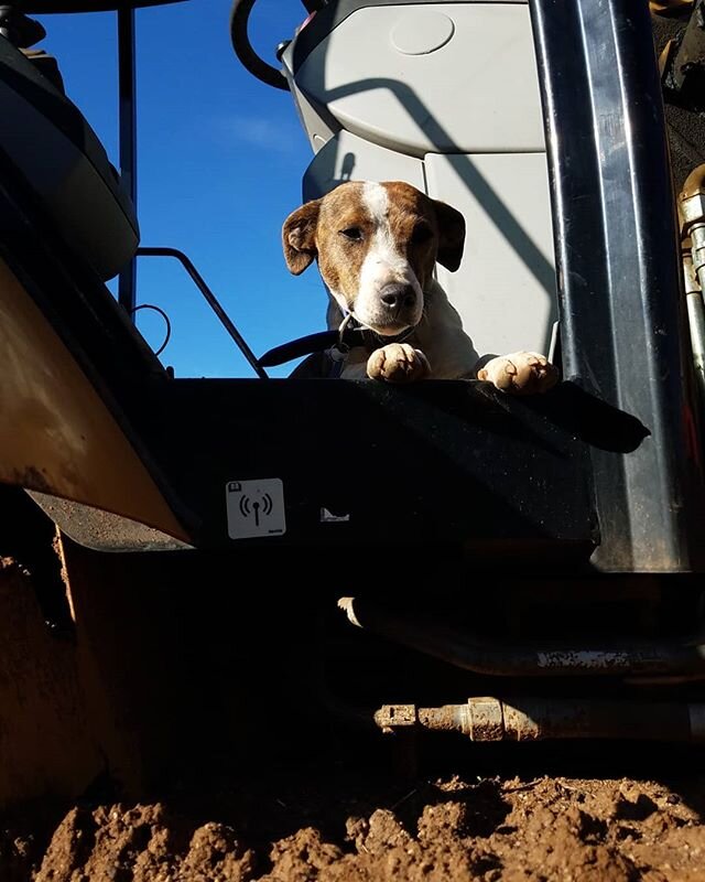 Jase the Catajack, the wannabe ranch manager, is always keeping an eye on us, making sure we're all in line! #arizona #arizonaranching
#freerangebeef #allnaturalbeef 
#nofarmnofoodnolife #diamondqualitybeef