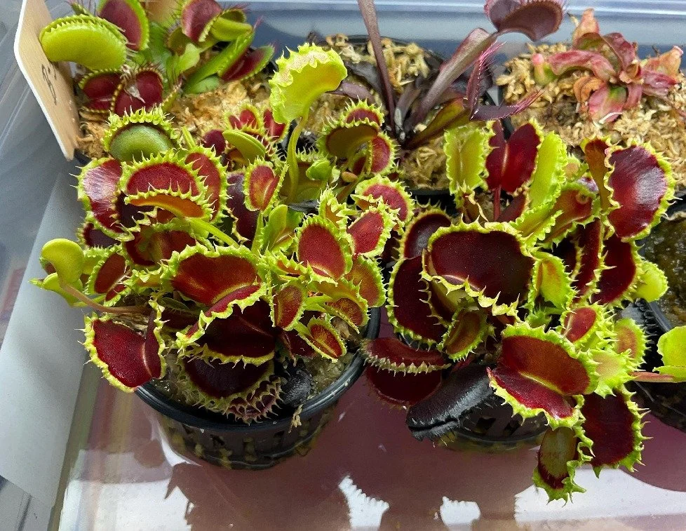 Catch‑and‑Sip: Carnivorous Plants at Botanist & Barrel in Cedar Grove [Sat. May 23rd]