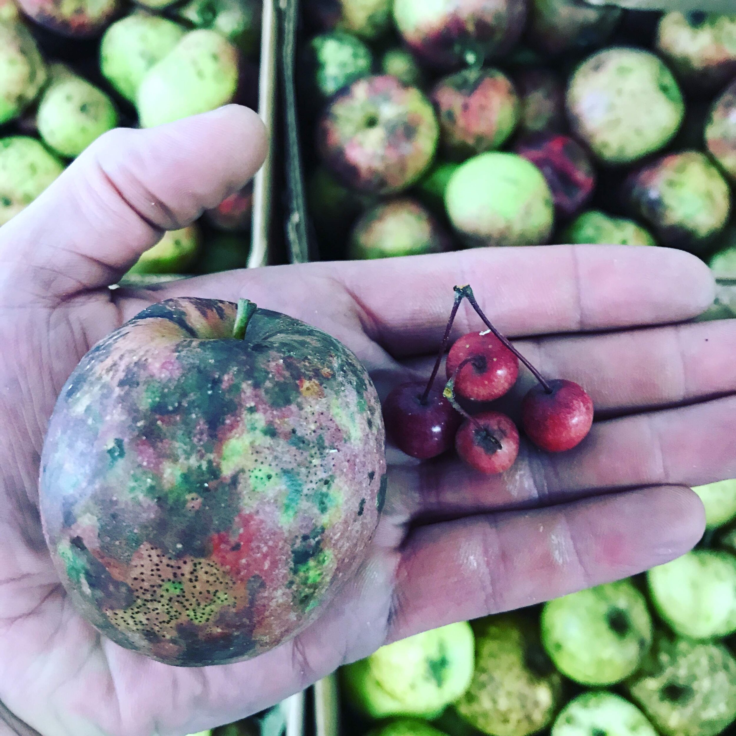 Foraged Apples Credit: Lydon Smith