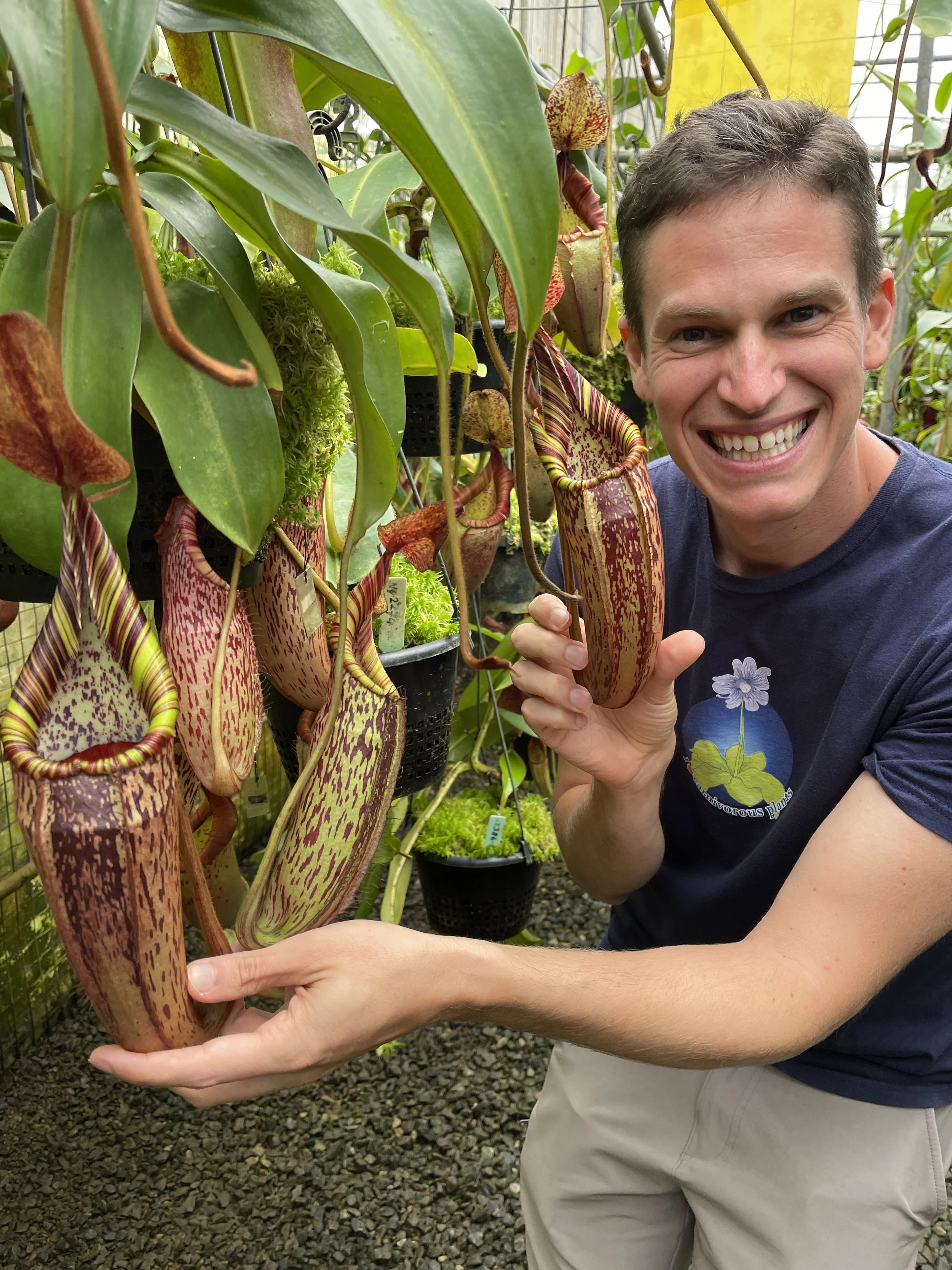 BE-3664 N. spectabilis x veitchii - 2.JPG