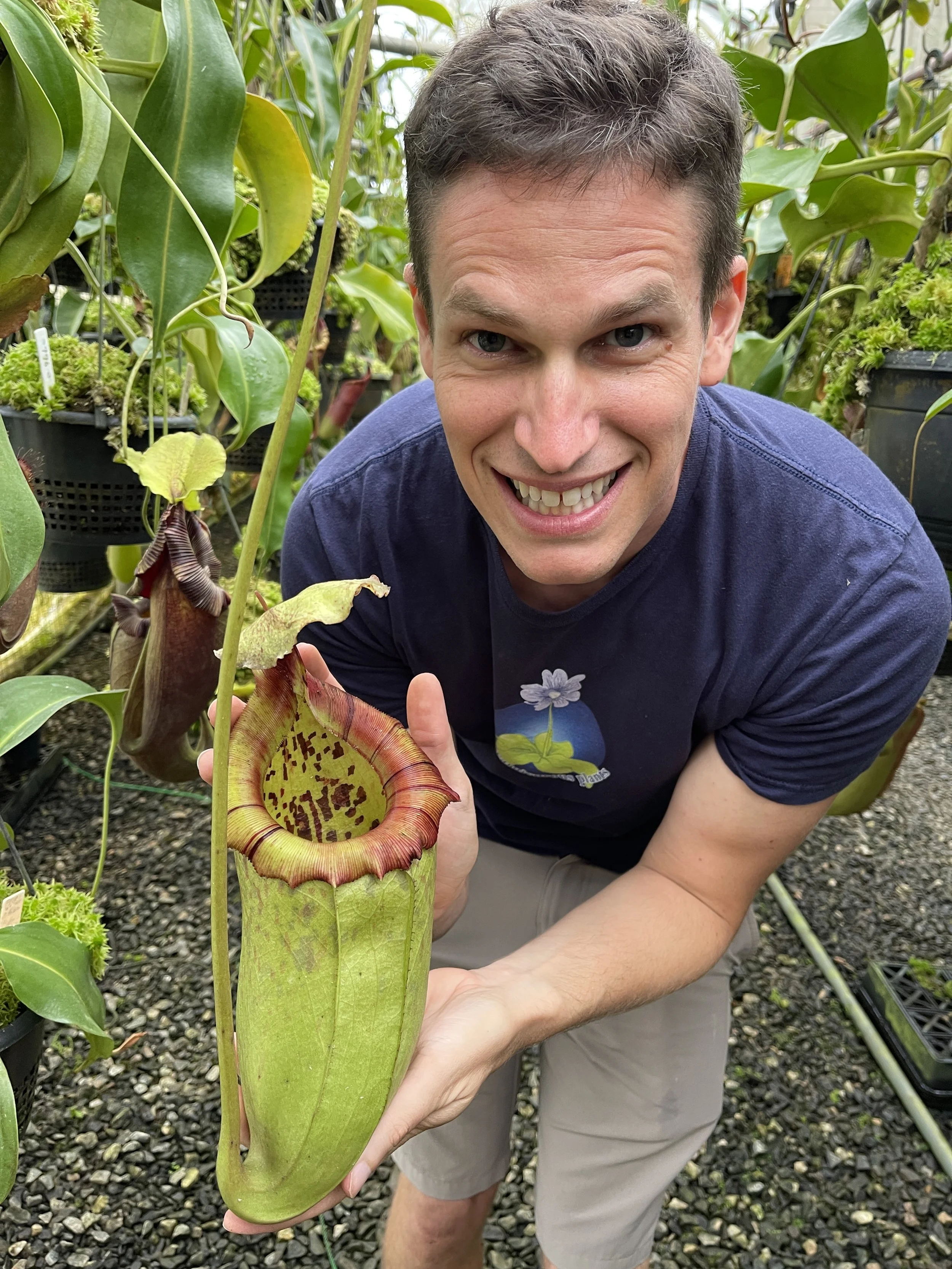 BE-3974 N. burbidgeae x sibuyanensis.JPG