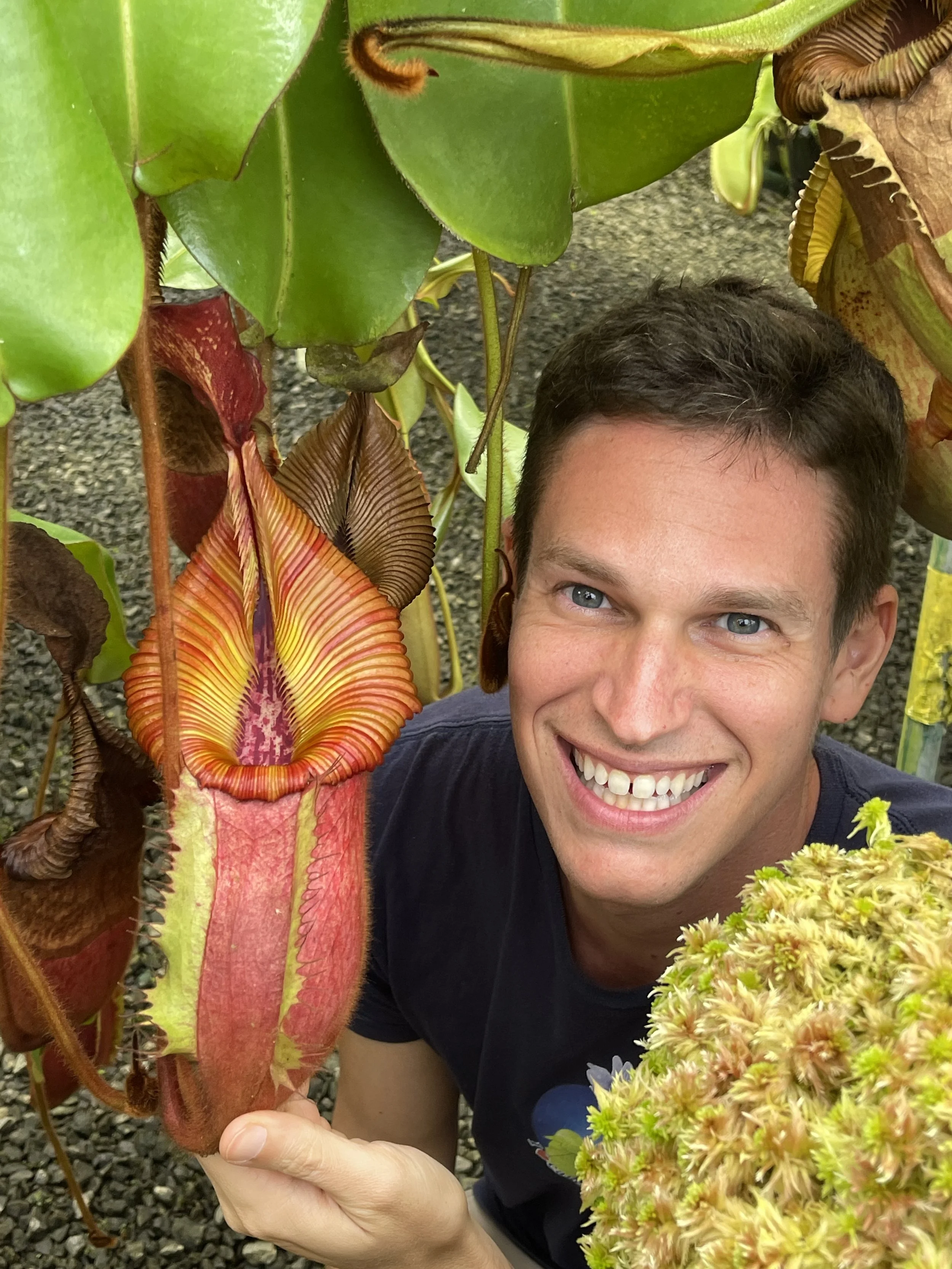 BE-4016 N.villosa x veitchii.JPG