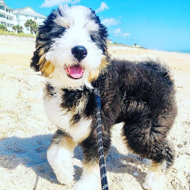 Bernie, being so Adorable and having so much Fun on the beach!!! #chicagolanddogtraining #dogtraining  #dogsofinstagram #dog #dogs #dogstagram #dogsofinsta #dogs_of_instagram #dogoftheday #doglovers #doggo #doglife #doglover #cute #cutedogs #cutedog 