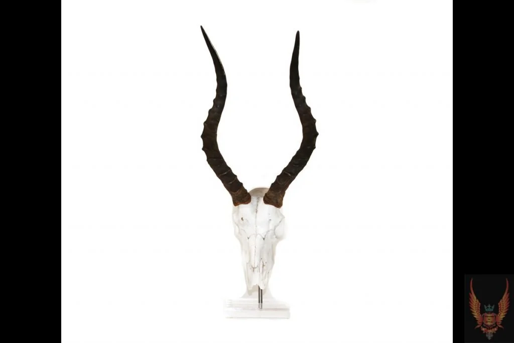 Antelope Skull and Horns on Stand