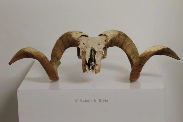 Rams Skull with Horns