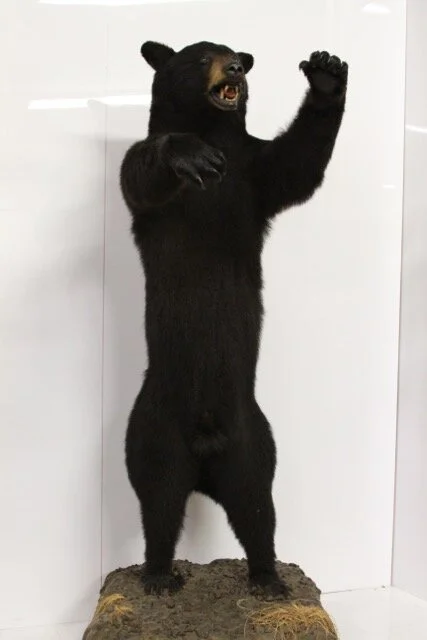 Life-size Standing Black Bear