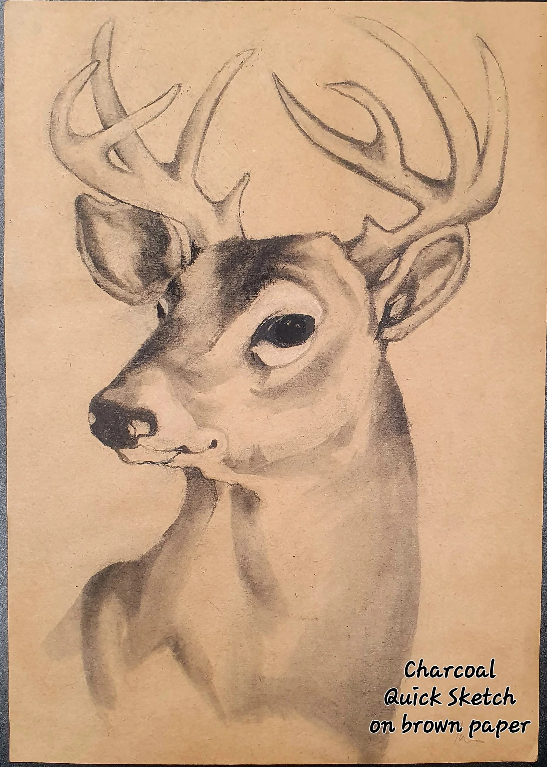 deer quick sketch.jpg