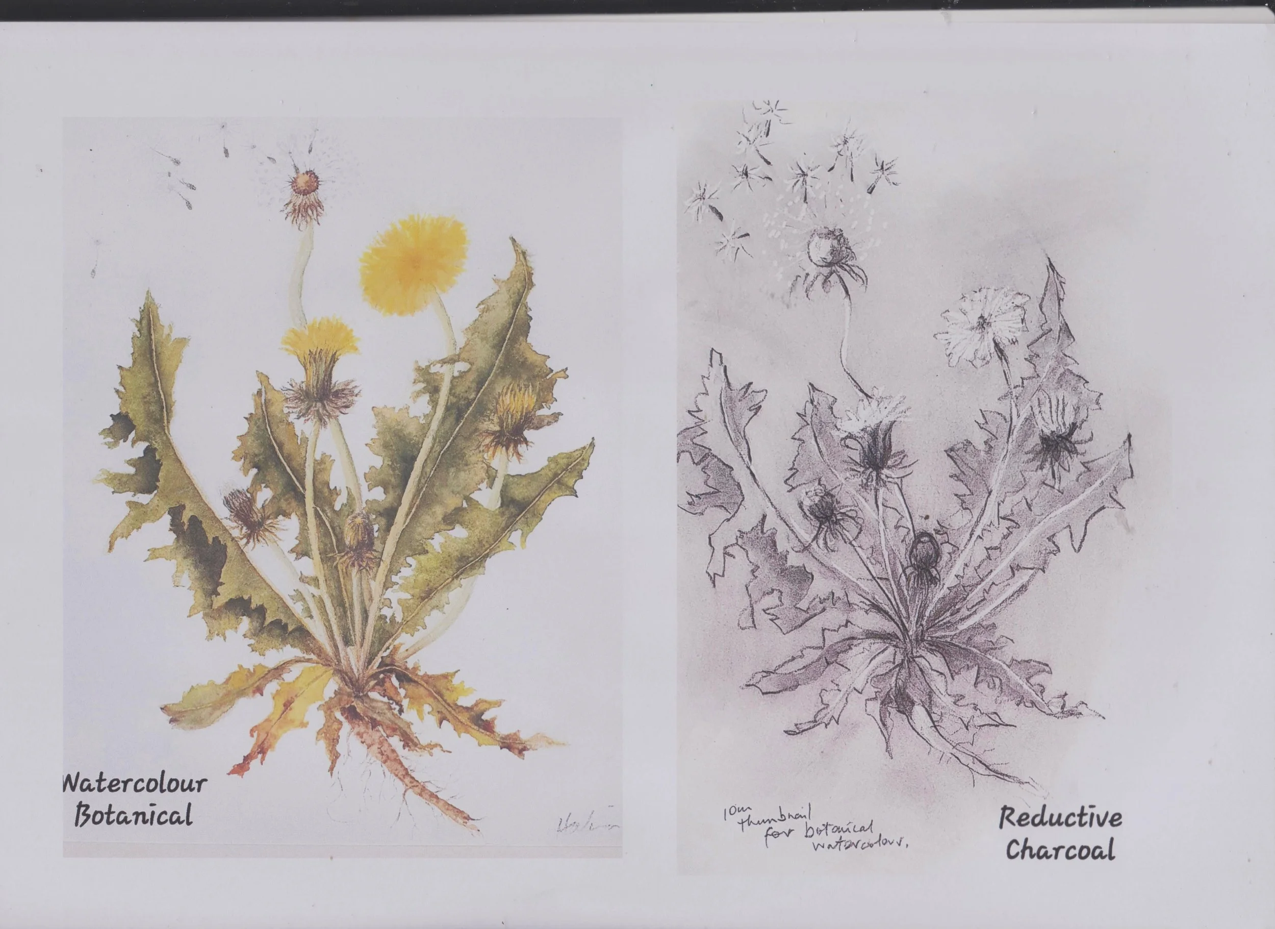dandelion 2.jpg