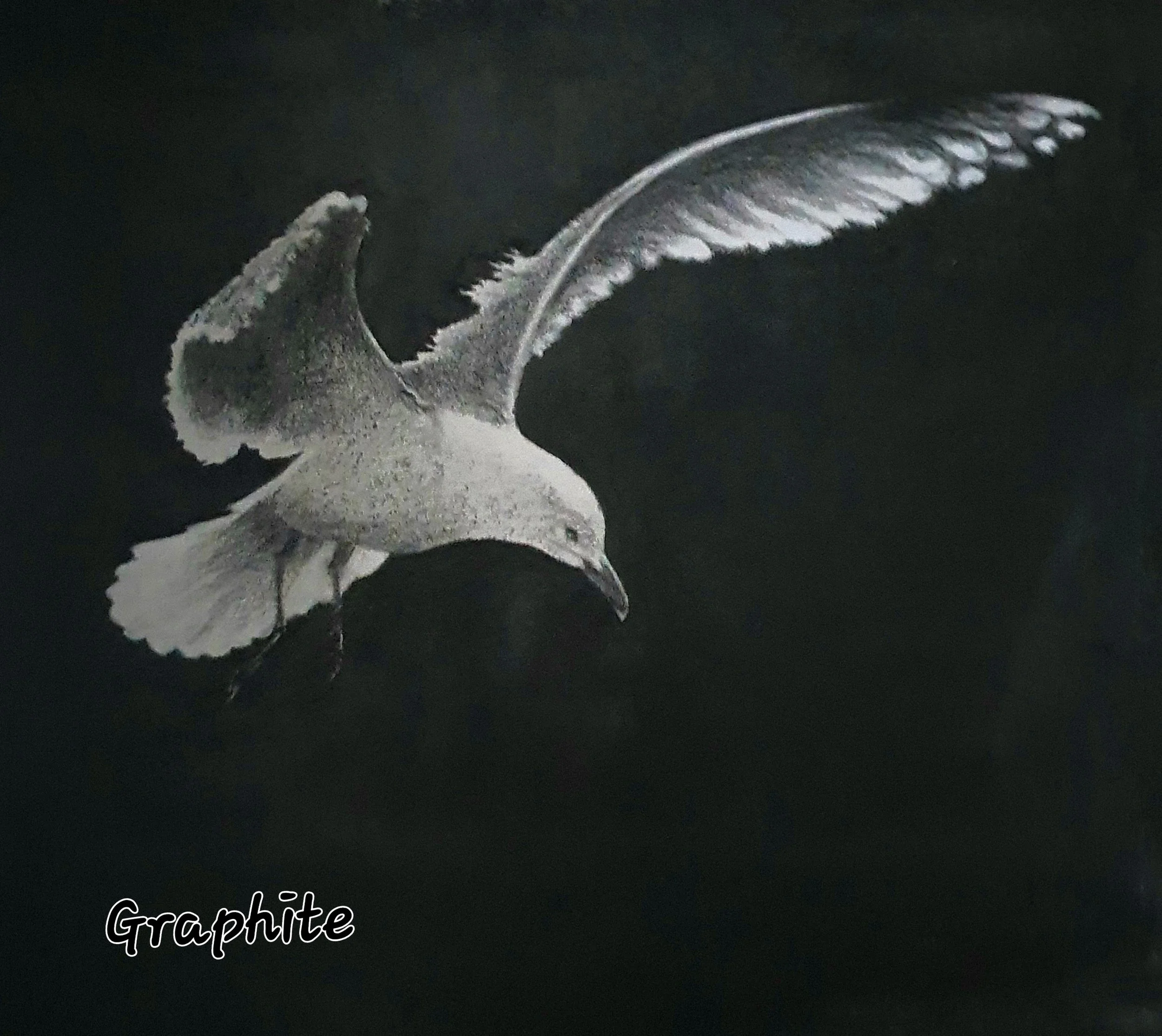 graphite dove.jpg