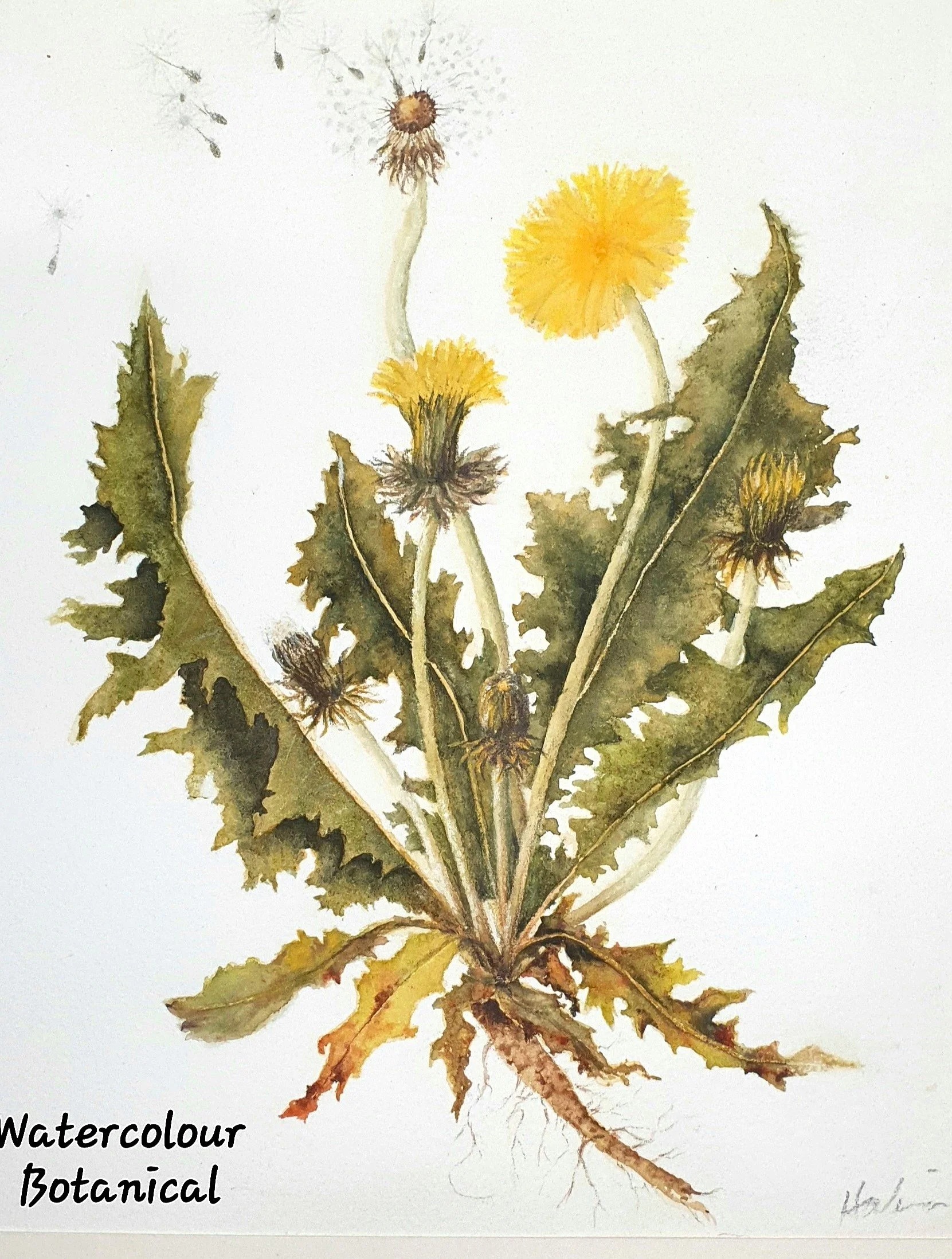 dandelion watercolour.jpg