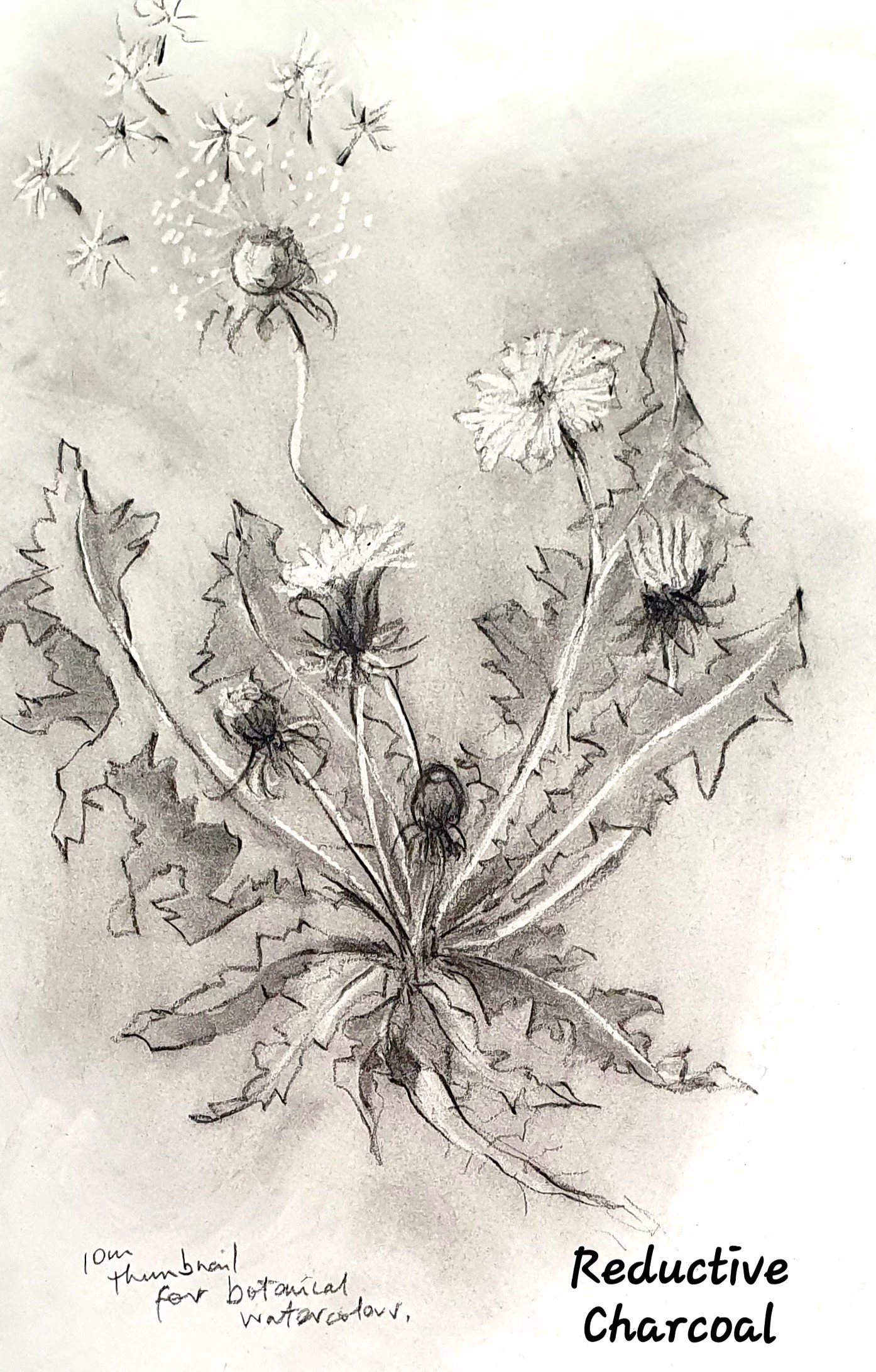 dandelion thumbnail reductive charcoal.jpg