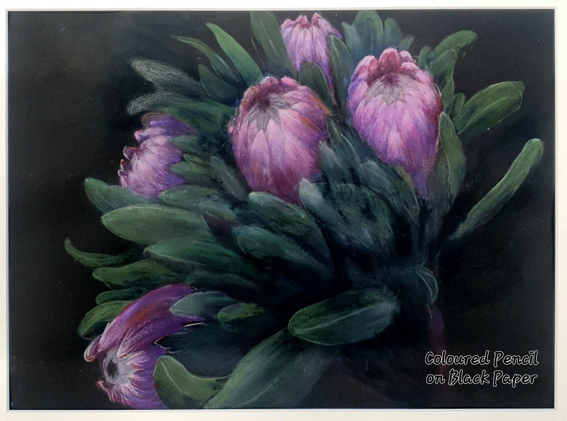 waratah coloured pencil.jpg