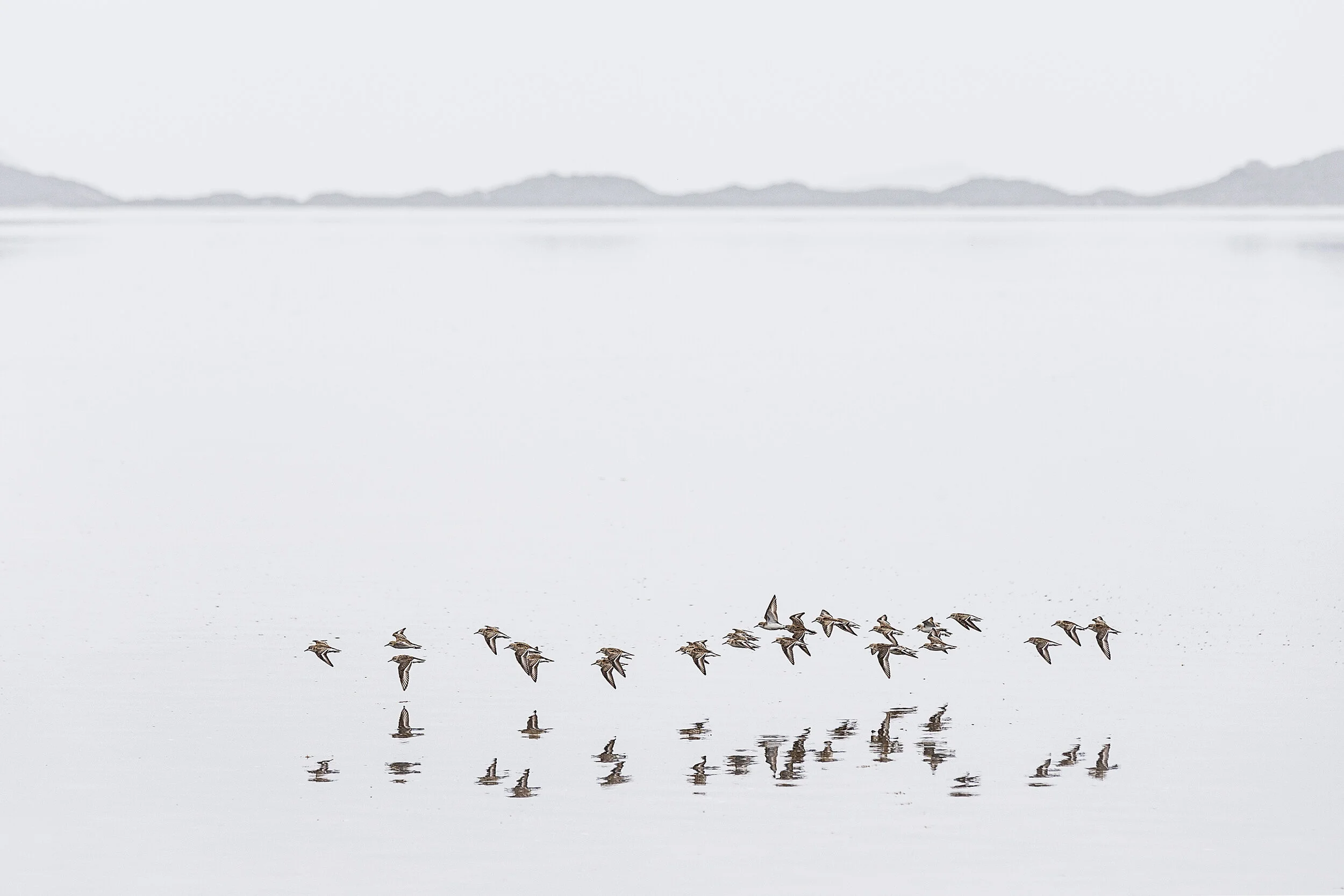 Albany Dotterals.jpg