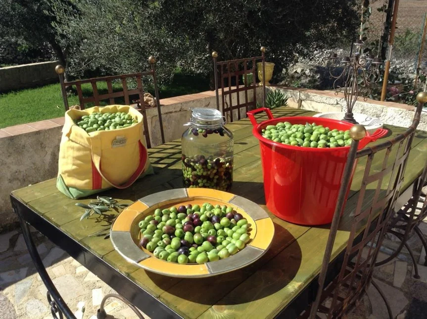 An Introduction to Organic Olive Farming