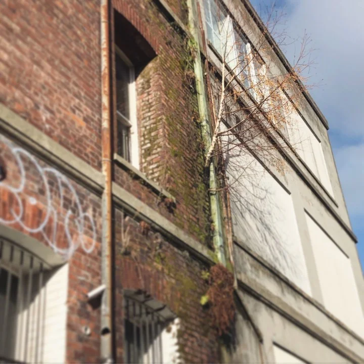Trees Shouldn't Grow From Buildings